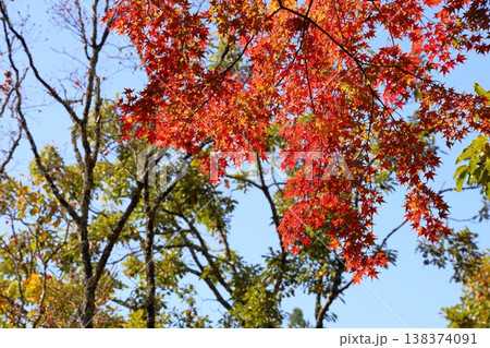 鮮やか　紅葉もみじ 138374091