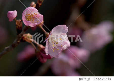 桜 河津桜 (かわづざくら) 化粧咲き前 138374215