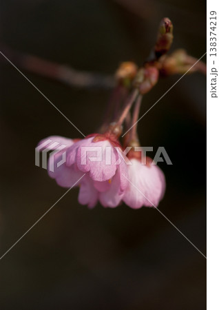 桜 河津桜 (かわづざくら) 化粧咲き前 桜 河津桜 (かわづざくら) 化粧咲き前 138374219