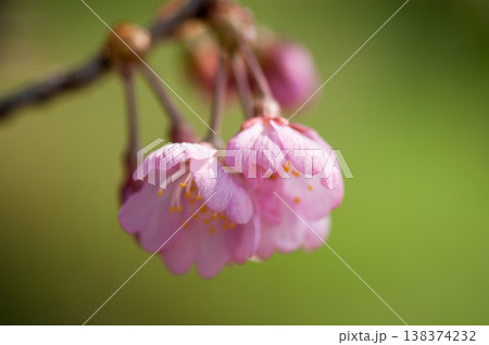 桜 河津桜 (かわづざくら) 化粧咲き前 桜 河津桜 (かわづざくら) 化粧咲き前 138374232