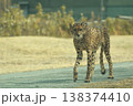チーター チーター 138374410