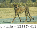 チーター チーター 138374411