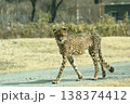 チーター チーター 138374412