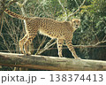 チーター チーター 138374413