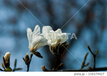 辛夷(こぶし)の花 138374427