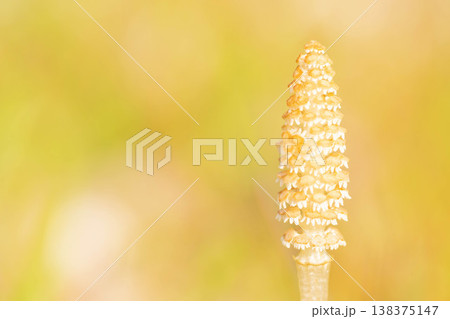 家の周りの草花 四季の色々 早春の野原や畑のあぜ道に茶色い小さな頭を擡げて咲いています 家の周りの草花 四季の色々 早春の野原や畑のあぜ道に茶色い小さな頭を擡げて咲いています 138375147