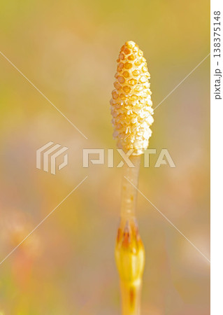 家の周りの草花 四季の色々 早春の野原や畑のあぜ道に茶色い小さな頭を擡げて咲いています 家の周りの草花 四季の色々 早春の野原や畑のあぜ道に茶色い小さな頭を擡げて咲いています 138375148