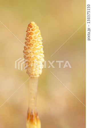 家の周りの草花 四季の色々 早春の野原や畑のあぜ道に茶色い小さな頭を擡げて咲いています 家の周りの草花 四季の色々 早春の野原や畑のあぜ道に茶色い小さな頭を擡げて咲いています 138375150