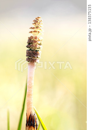 家の周りの草花　四季の色々　早春の野原や畑のあぜ道に茶色い小さな頭を擡げて咲いています 138375155