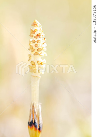 家の周りの草花 四季の色々 早春の野原や畑のあぜ道に茶色い小さな頭を擡げて咲いています 家の周りの草花 四季の色々 早春の野原や畑のあぜ道に茶色い小さな頭を擡げて咲いています 138375156