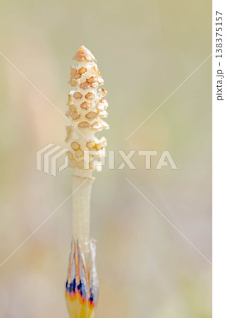 家の周りの草花 四季の色々 早春の野原や畑のあぜ道に茶色い小さな頭を擡げて咲いています 家の周りの草花 四季の色々 早春の野原や畑のあぜ道に茶色い小さな頭を擡げて咲いています 138375157