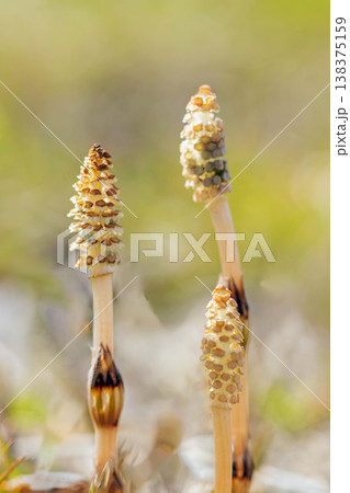 家の周りの草花 四季の色々 早春の野原や畑のあぜ道に茶色い小さな頭を擡げて咲いています 家の周りの草花 四季の色々 早春の野原や畑のあぜ道に茶色い小さな頭を擡げて咲いています 138375159