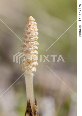 家の周りの草花 四季の色々 早春の野原や畑のあぜ道に茶色い小さな頭を擡げて咲いています 家の周りの草花 四季の色々 早春の野原や畑のあぜ道に茶色い小さな頭を擡げて咲いています 138375170