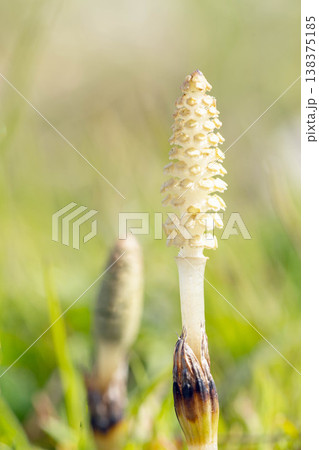 家の周りの草花 四季の色々 早春の野原や畑のあぜ道に茶色い小さな頭を擡げて咲いています 家の周りの草花 四季の色々 早春の野原や畑のあぜ道に茶色い小さな頭を擡げて咲いています 138375185