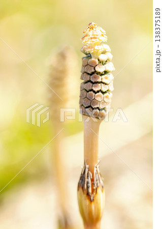 家の周りの草花 四季の色々 早春の野原や畑のあぜ道に茶色い小さな頭を擡げて咲いています 家の周りの草花 四季の色々 早春の野原や畑のあぜ道に茶色い小さな頭を擡げて咲いています 138375189