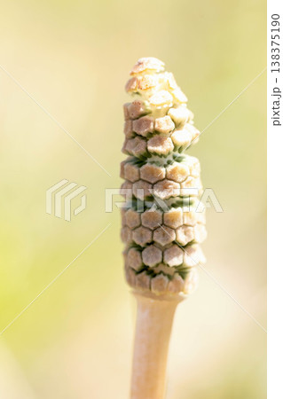 家の周りの草花 四季の色々 早春の野原や畑のあぜ道に茶色い小さな頭を擡げて咲いています 家の周りの草花 四季の色々 早春の野原や畑のあぜ道に茶色い小さな頭を擡げて咲いています 138375190