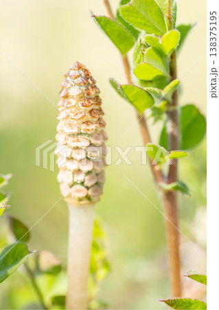 家の周りの草花 四季の色々 早春の野原や畑のあぜ道に茶色い小さな頭を擡げて咲いています 家の周りの草花 四季の色々 早春の野原や畑のあぜ道に茶色い小さな頭を擡げて咲いています 138375195