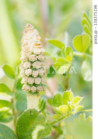 家の周りの草花 四季の色々 早春の野原や畑のあぜ道に茶色い小さな頭を擡げて咲いています 家の周りの草花 四季の色々 早春の野原や畑のあぜ道に茶色い小さな頭を擡げて咲いています 138375196