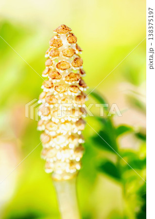 家の周りの草花 四季の色々 早春の野原や畑のあぜ道に茶色い小さな頭を擡げて咲いています 家の周りの草花 四季の色々 早春の野原や畑のあぜ道に茶色い小さな頭を擡げて咲いています 138375197