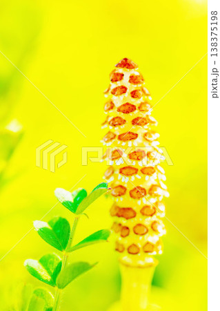 家の周りの草花 四季の色々 早春の野原や畑のあぜ道に茶色い小さな頭を擡げて咲いています 家の周りの草花 四季の色々 早春の野原や畑のあぜ道に茶色い小さな頭を擡げて咲いています 138375198