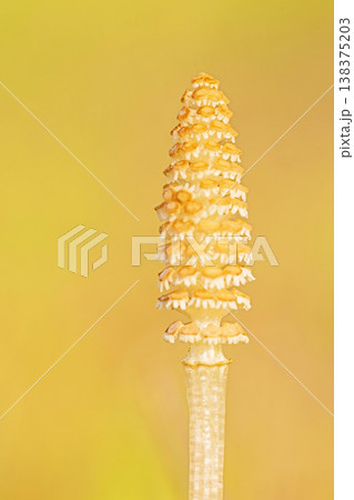 家の周りの草花 四季の色々 早春の野原や畑のあぜ道に茶色い小さな頭を擡げて咲いています 家の周りの草花 四季の色々 早春の野原や畑のあぜ道に茶色い小さな頭を擡げて咲いています 138375203