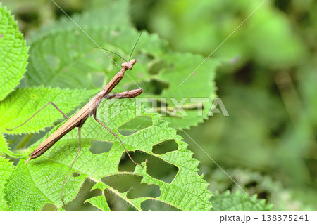 コカマキリ 138375241