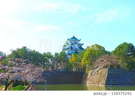 愛知県名古屋市、満開の桜と名古屋城の風景 138375242