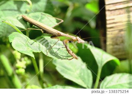コカマキリ コカマキリ 138375254