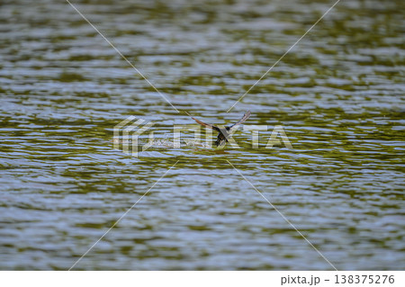 水面を高速飛行するハリオアマツバメ 138375276
