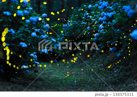 紫陽花とホタルの比較明合成写真 紫陽花とホタルの比較明合成写真 138375311