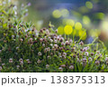 シロツメクサとホタルの玉ボケ 138375313
