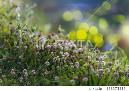 シロツメクサとホタルの玉ボケ 138375313