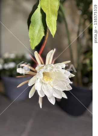 夜空に咲く神秘的な白い花 月下美人のクローズアップ 138375319