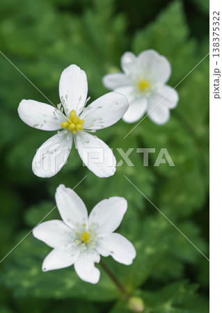 可愛い春の花 ニリンソウ 可愛い春の花 ニリンソウ 138375322