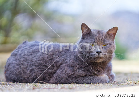 細い目で睨むグレー猫 細い目で睨むグレー猫 138375323