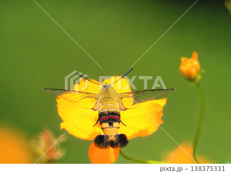 オオスカシバとキバナコスモスの花 138375331