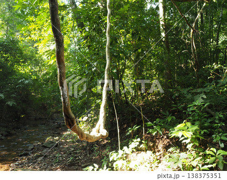 Forest jungle tree vine sunlight nature green forest vine hanging bright sunlight over small stream creating peaceful jungle Forest jungle tree vine sunlight nature green forest vine hanging bright sunlight over small stream creating peaceful jungle 138375351