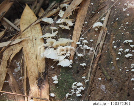 White mushroom tiny fungus forest floor damp wood wild nature closeup cluster white mushroom tiny fungus forest floor damp 138375361
