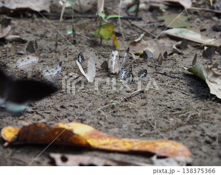 Butterfly ground leaf nature insect macro butterfly group on forest ground with dry leaf texture and earthy mood Butterfly ground leaf nature insect macro butterfly group on forest ground with dry leaf texture and earthy mood 138375366