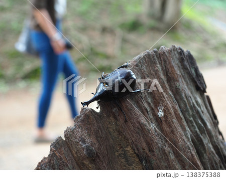 Beetle rhinoceros insect nature wood forest macro wildlife curious rhinoceros beetle climbing rough tree stump forest trail Beetle rhinoceros insect nature wood forest macro wildlife curious rhinoceros beetle climbing rough tree stump forest trail 138375388
