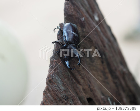 Beetle insect rhinoceros horn black macro rhinoceros beetle on rough wood surface closeup detail nature study concept Beetle insect rhinoceros horn black macro rhinoceros beetle on rough wood surface closeup detail nature study concept 138375389