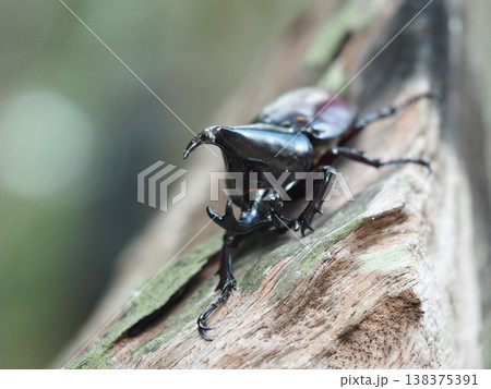 Beetle rhinoceros horn insect macro nature closeup wood tropical beetle rhinoceros horn insect macro nature closeup wood log Beetle rhinoceros horn insect macro nature closeup wood tropical beetle rhinoceros horn insect macro nature closeup wood log 138375391