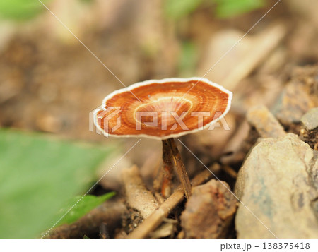 Wild mushroom brown mushroom forest fungus macro nature woodland floor closeup photography soft focus autumn color Brown 138375418