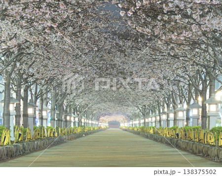 鎌倉・段葛の桜トンネル　満開の夜明け前 無人の参道と幻想的な春風景 138375502