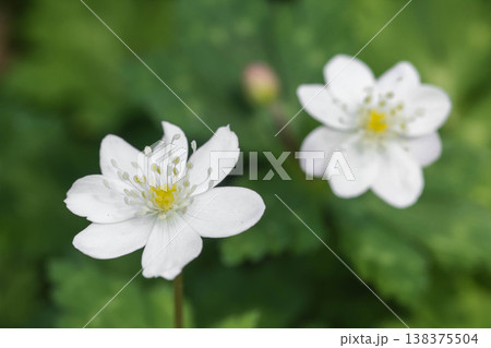 可愛い春の花　ニリンソウ 138375504