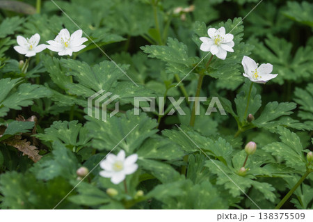 可愛い春の花 ニリンソウ 可愛い春の花 ニリンソウ 138375509