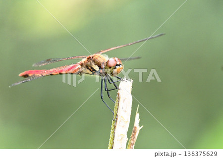 アキアカネ（オス） 138375629