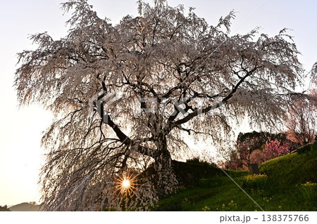 朝日に輝く又兵衛桜 朝日に輝く又兵衛桜 138375766