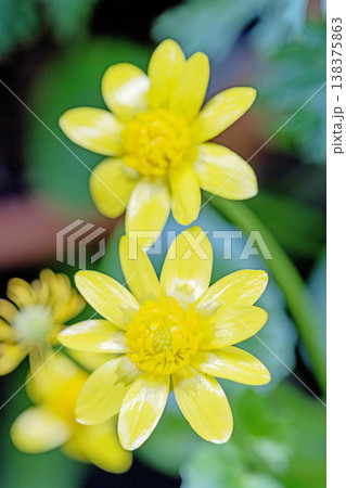 家の周りの草花 四季の色々 里山の野原や園芸用として育てる光沢のある美しい黄色の花を咲かせています 家の周りの草花 四季の色々 里山の野原や園芸用として育てる光沢のある美しい黄色の花を咲かせています 138375863