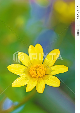 家の周りの草花 四季の色々 里山の野原や園芸用として育てる光沢のある美しい黄色の花を咲かせています 家の周りの草花 四季の色々 里山の野原や園芸用として育てる光沢のある美しい黄色の花を咲かせています 138375871
